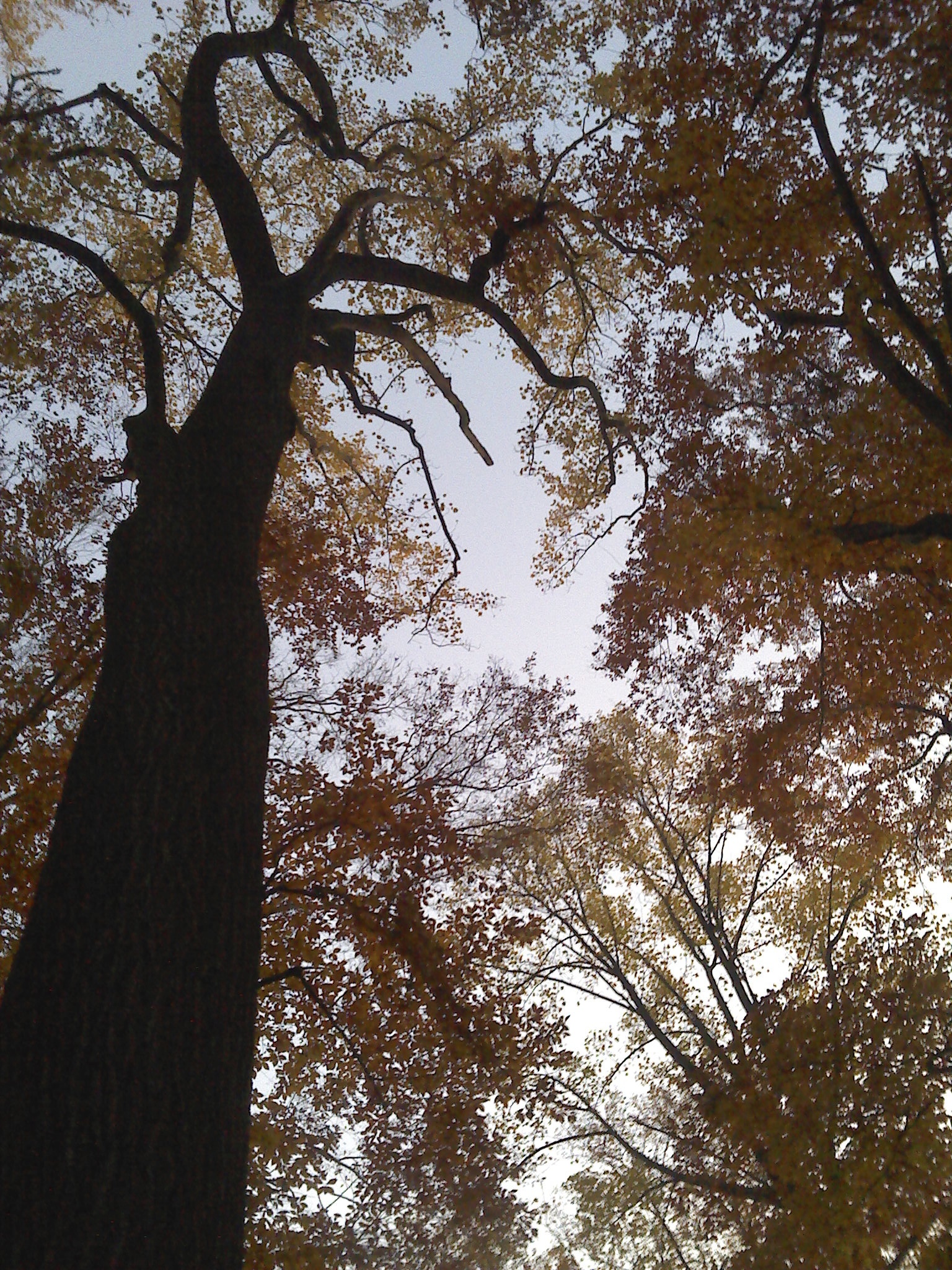 autumn oak sky