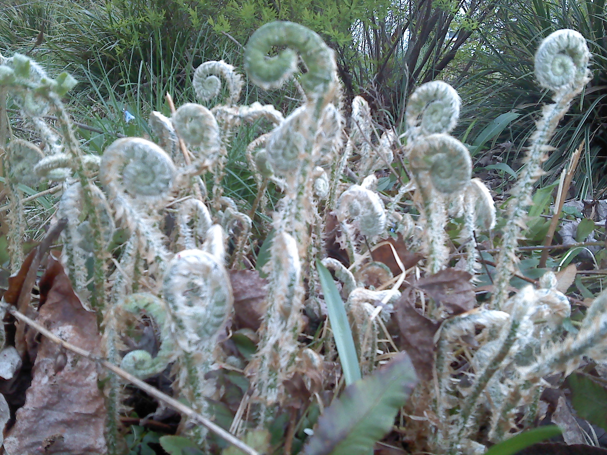 christmas fern fiddleheads