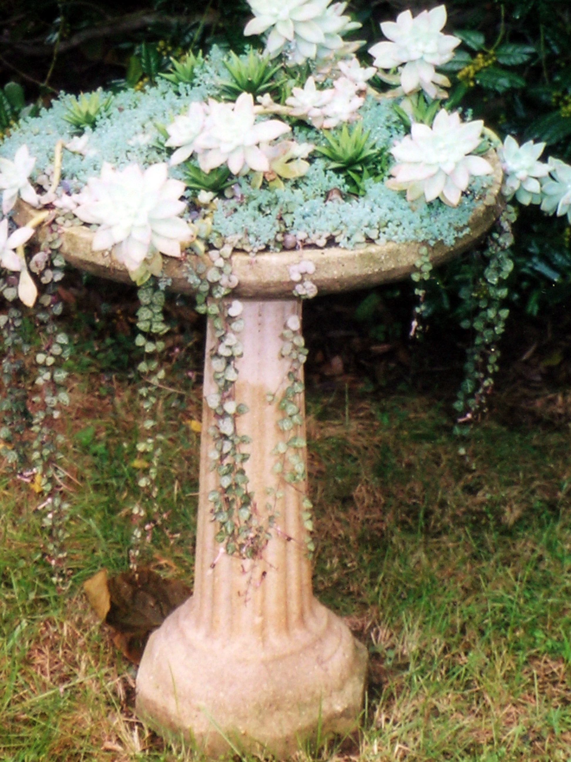 Clear Reward Birdbath