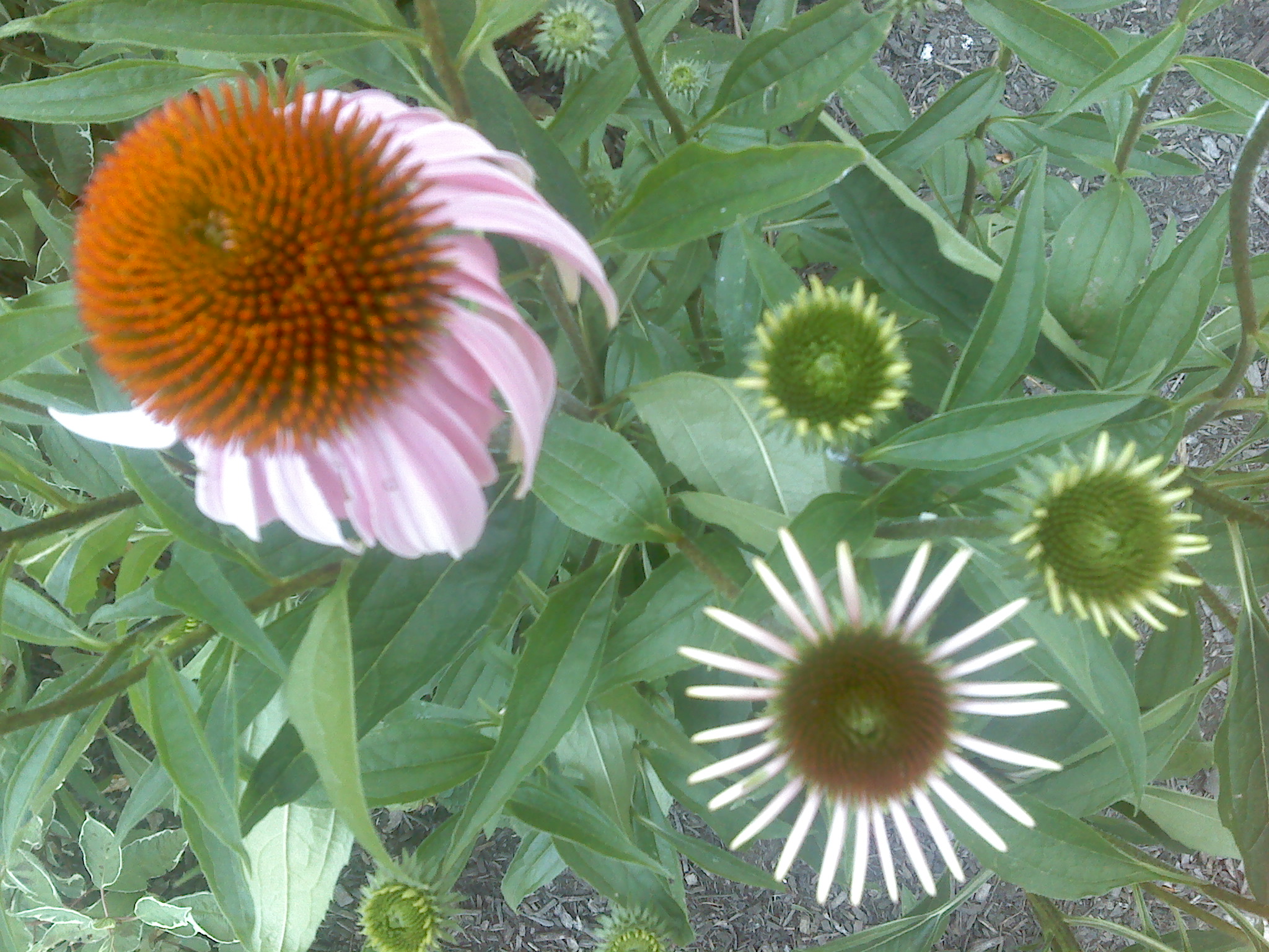 echinacea face