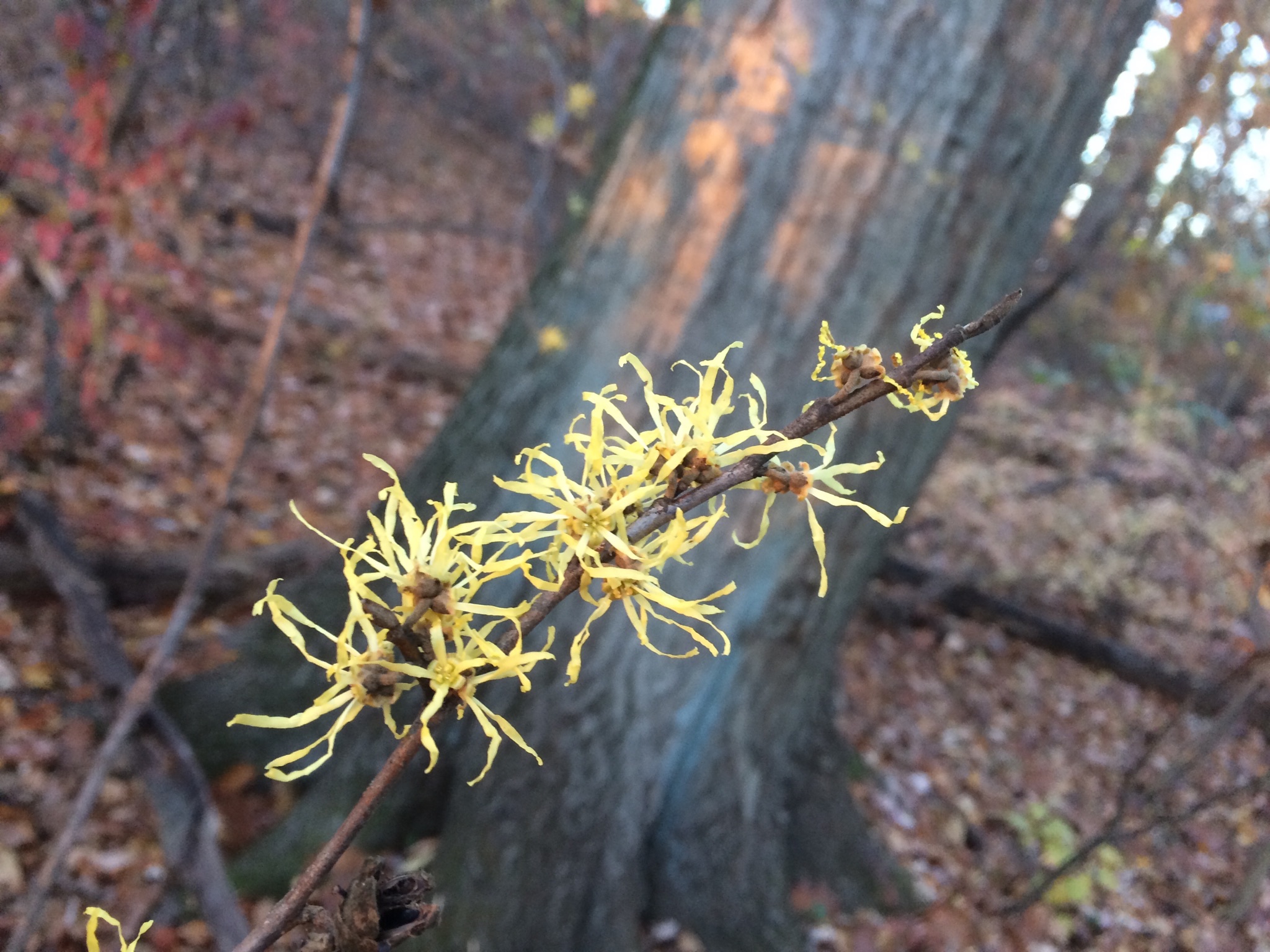 Veteran’s Park Witch Hazel