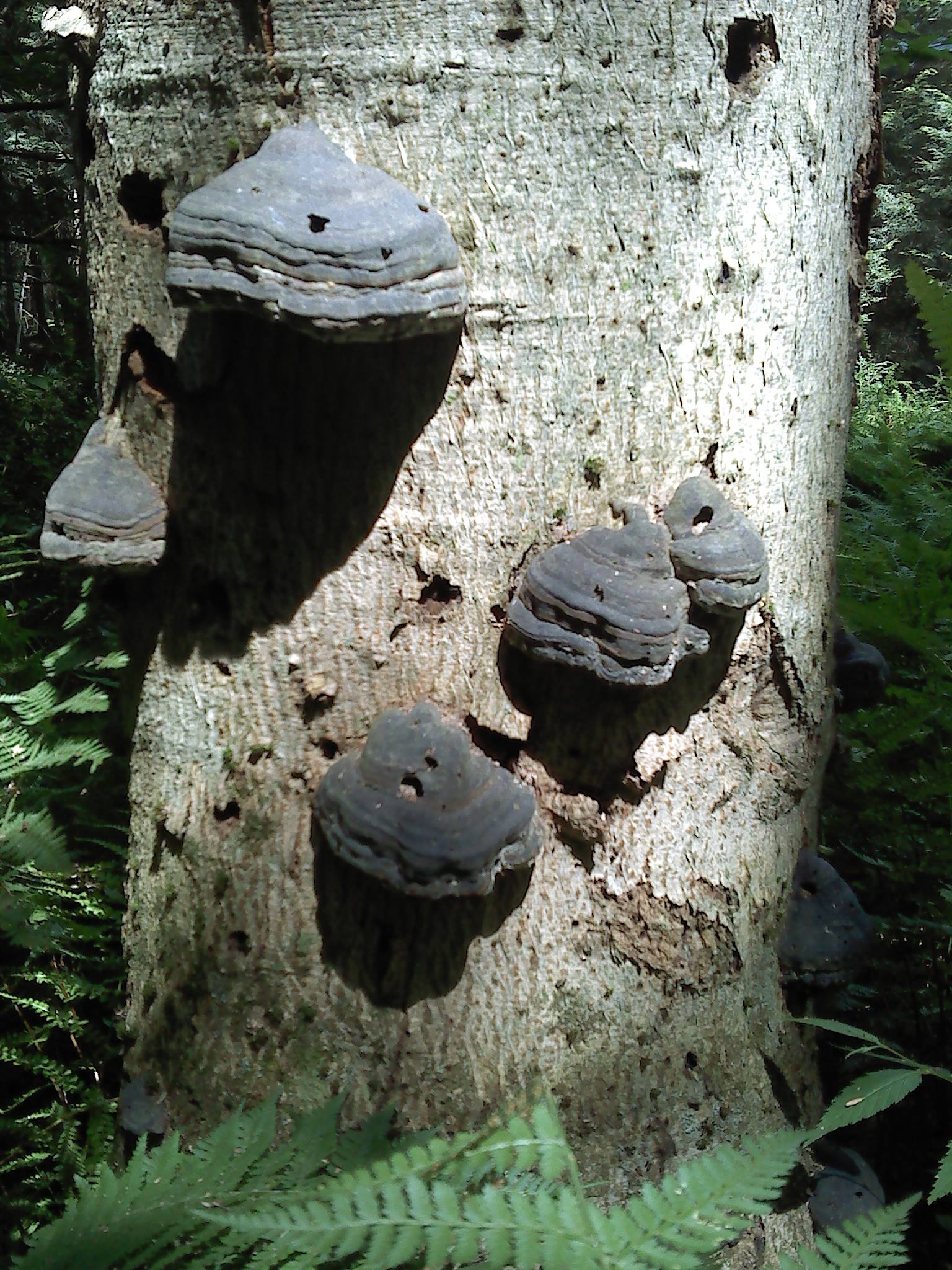 tohickon-grey-shelf