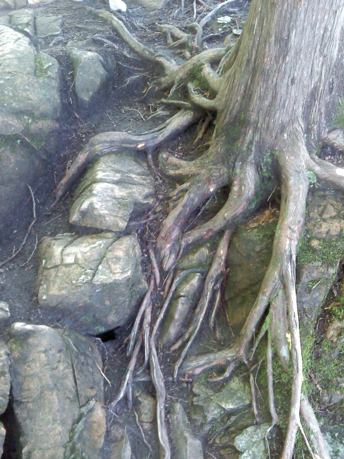 VT Hemlock Rock Roots