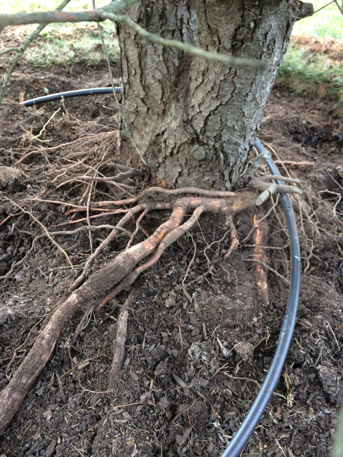 Encircling Pine Roots