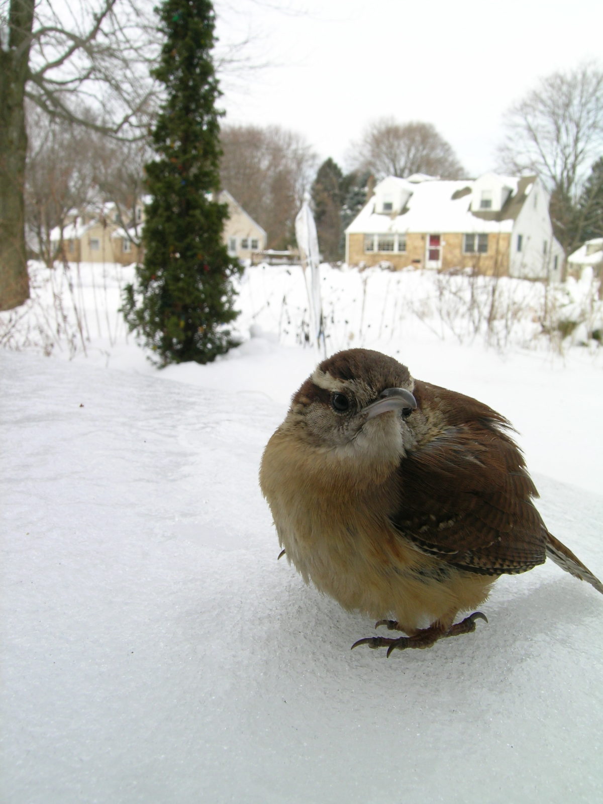 Carolina Wren