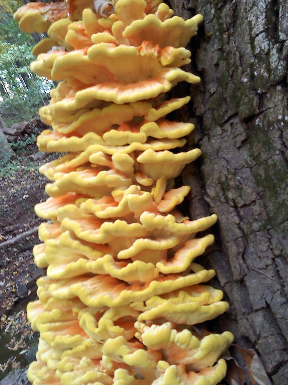 Chapman Ash Fungi