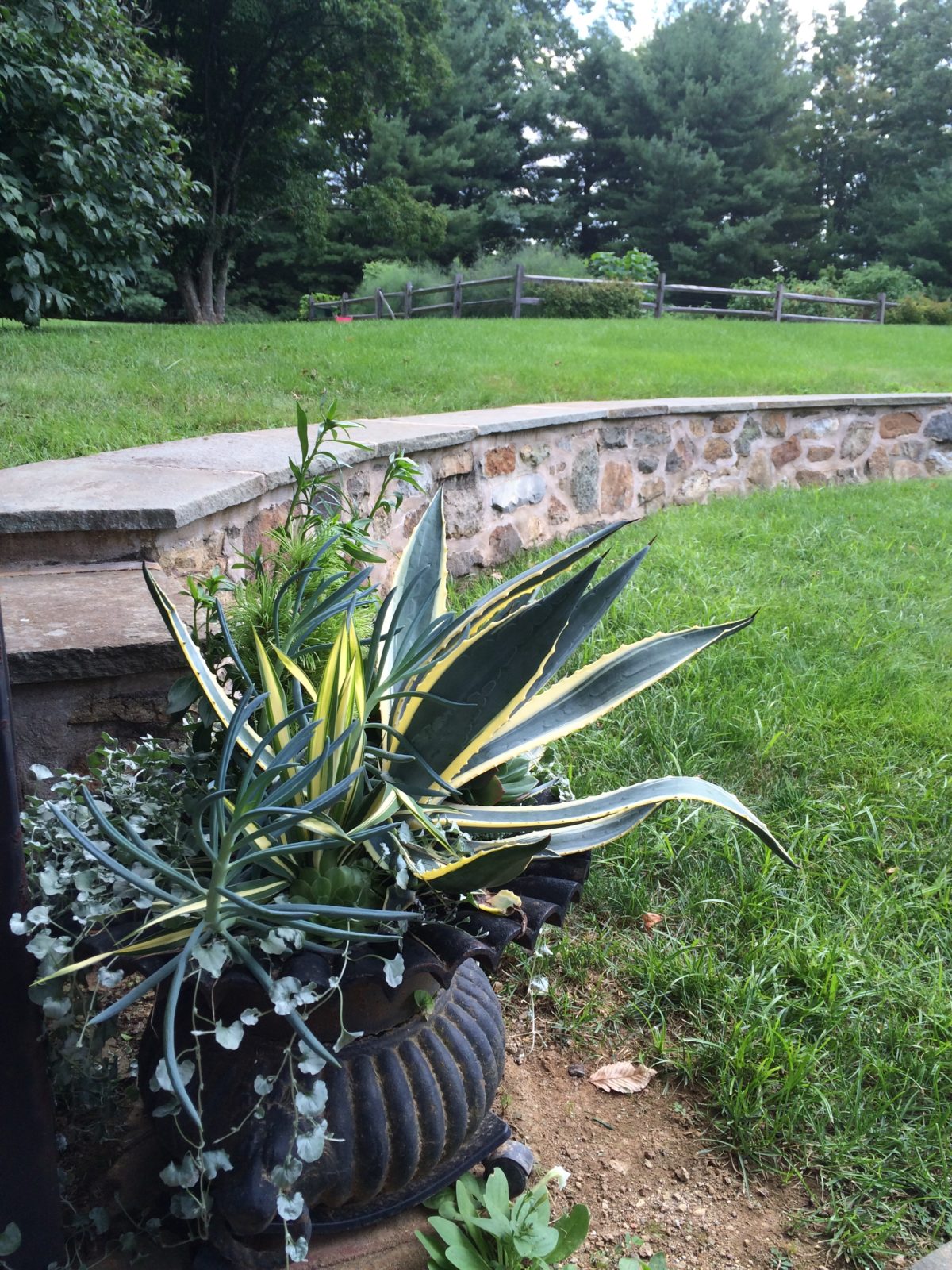 Dyer Pool Agave container