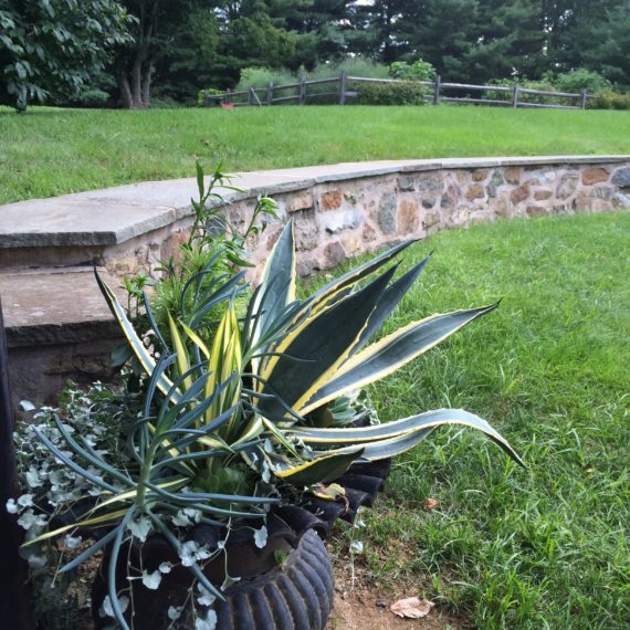 Dyer Pool Agave container