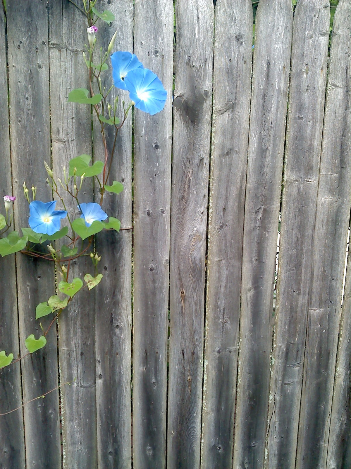 Blue Morning Glory on Grey Cedar Fence