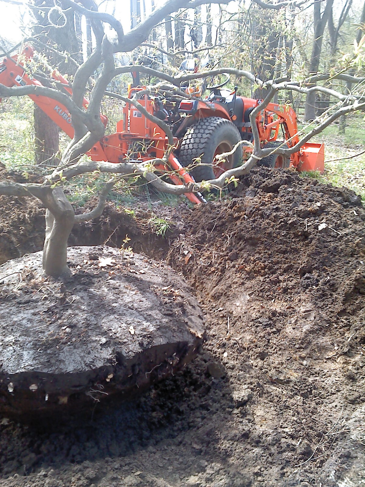 Japanese Maple transplant