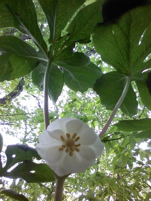 Mayapple