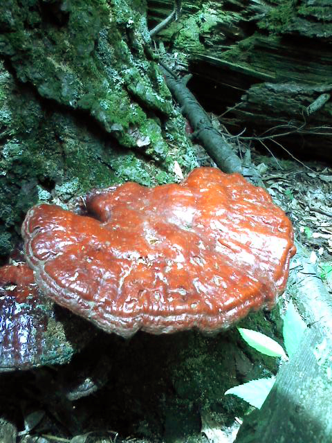 Melted Red Shelf