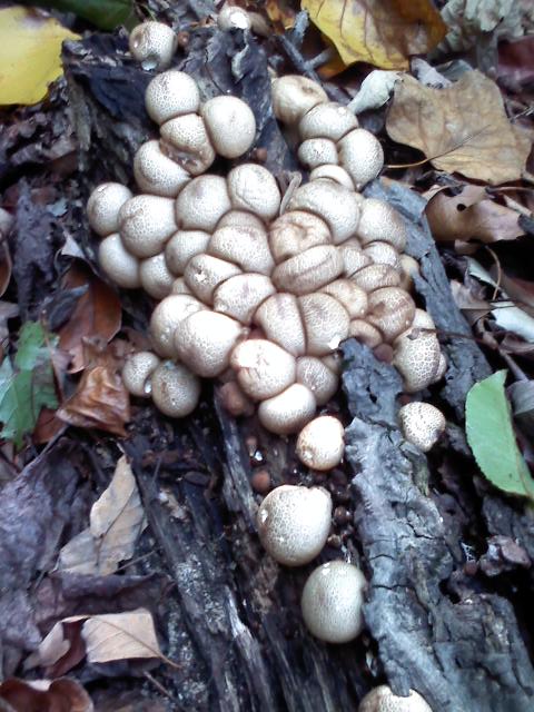 Stump Mushrooms