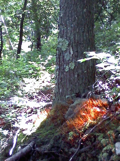 Tohickon Fire Moss