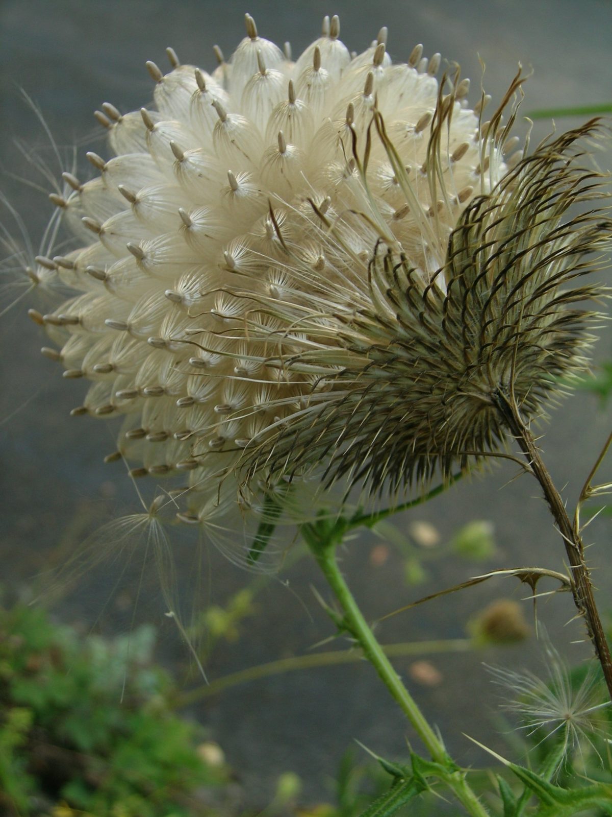 Best Bull Thistle