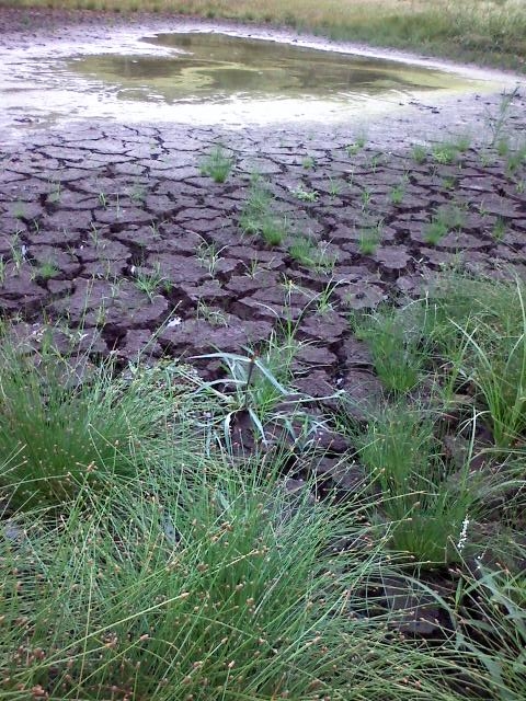 Cracked Mud Flats