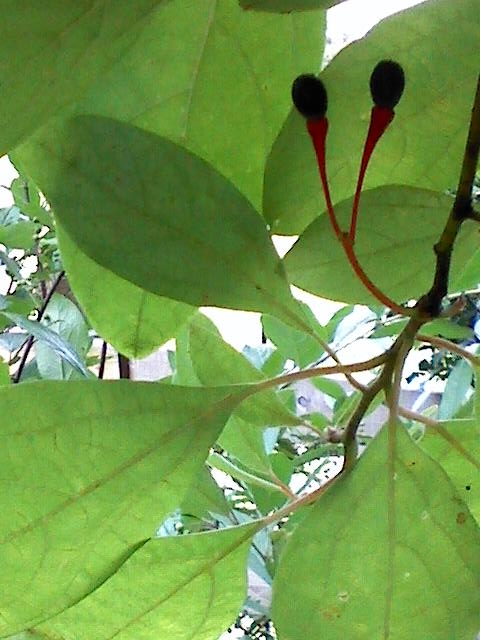 Sassafras Fruit