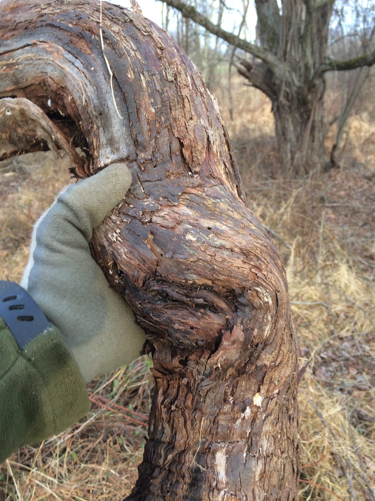 This is a Grape vine.