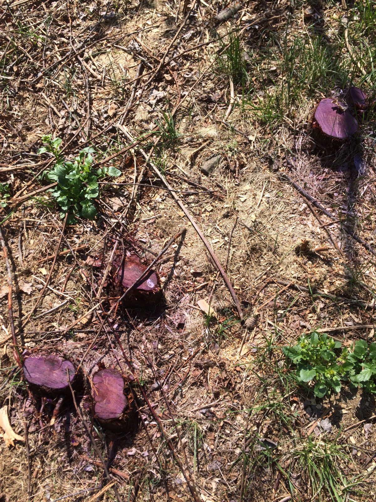 Old field restoration in a Pear dominated  pasture