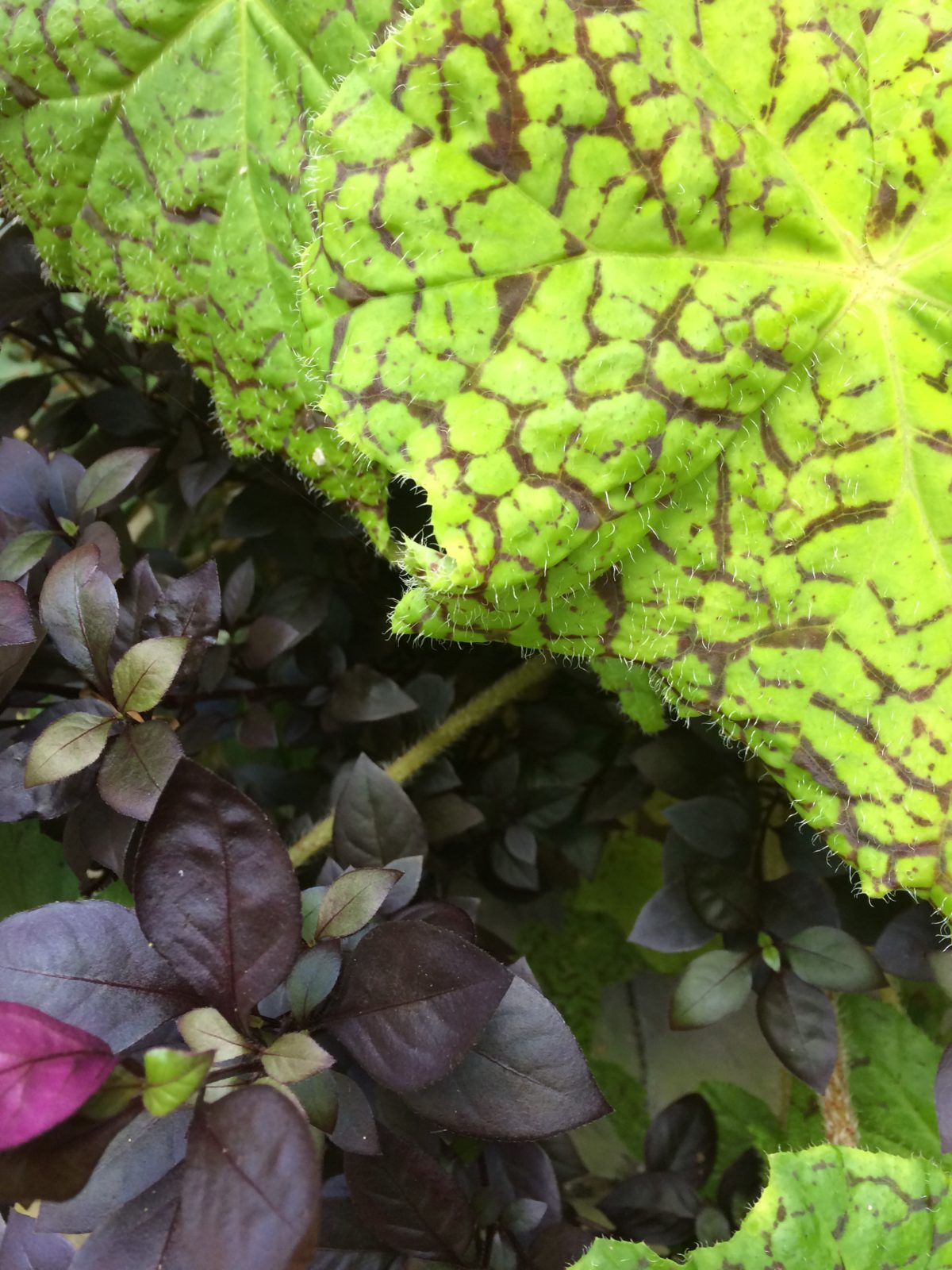 End of Summer foliage