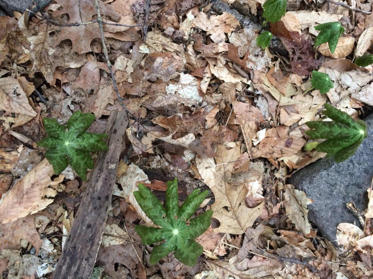 Mayapple Calendar